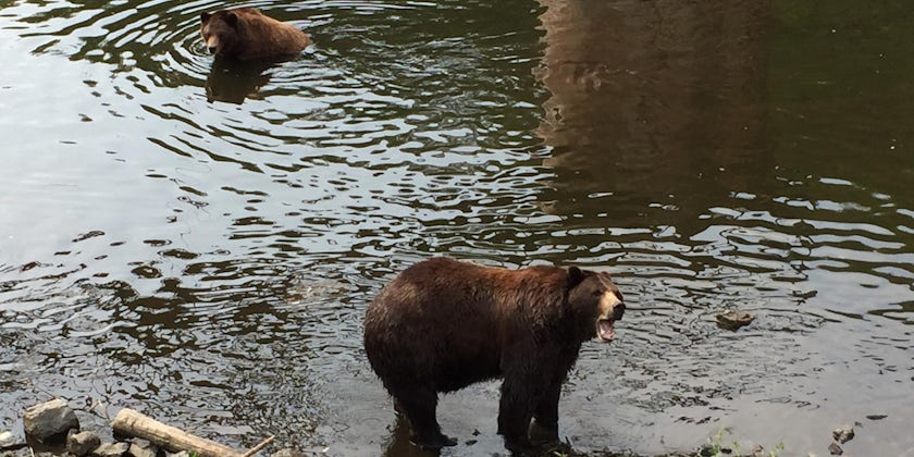 Two Alaskan brown bears take a dip at the Fortress of the Bear in Sitka. (Photo: Ashley Kosciolek)