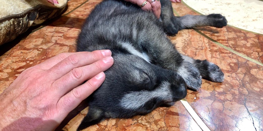 Cruise passengers petting a small, sleeping puppy