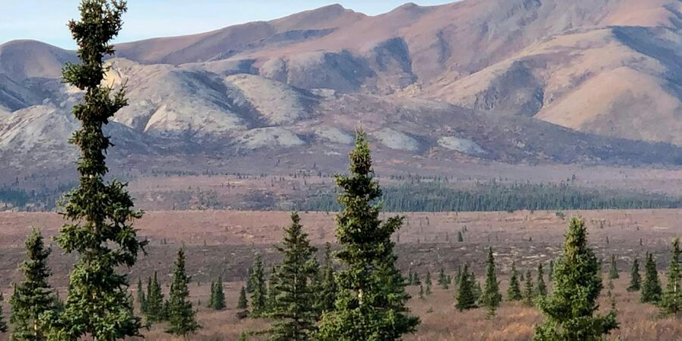 Denali Tundra Wilderness Bus Tour Excursion Review