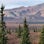 Denali Tundra Wilderness Bus Tour Excursion Review