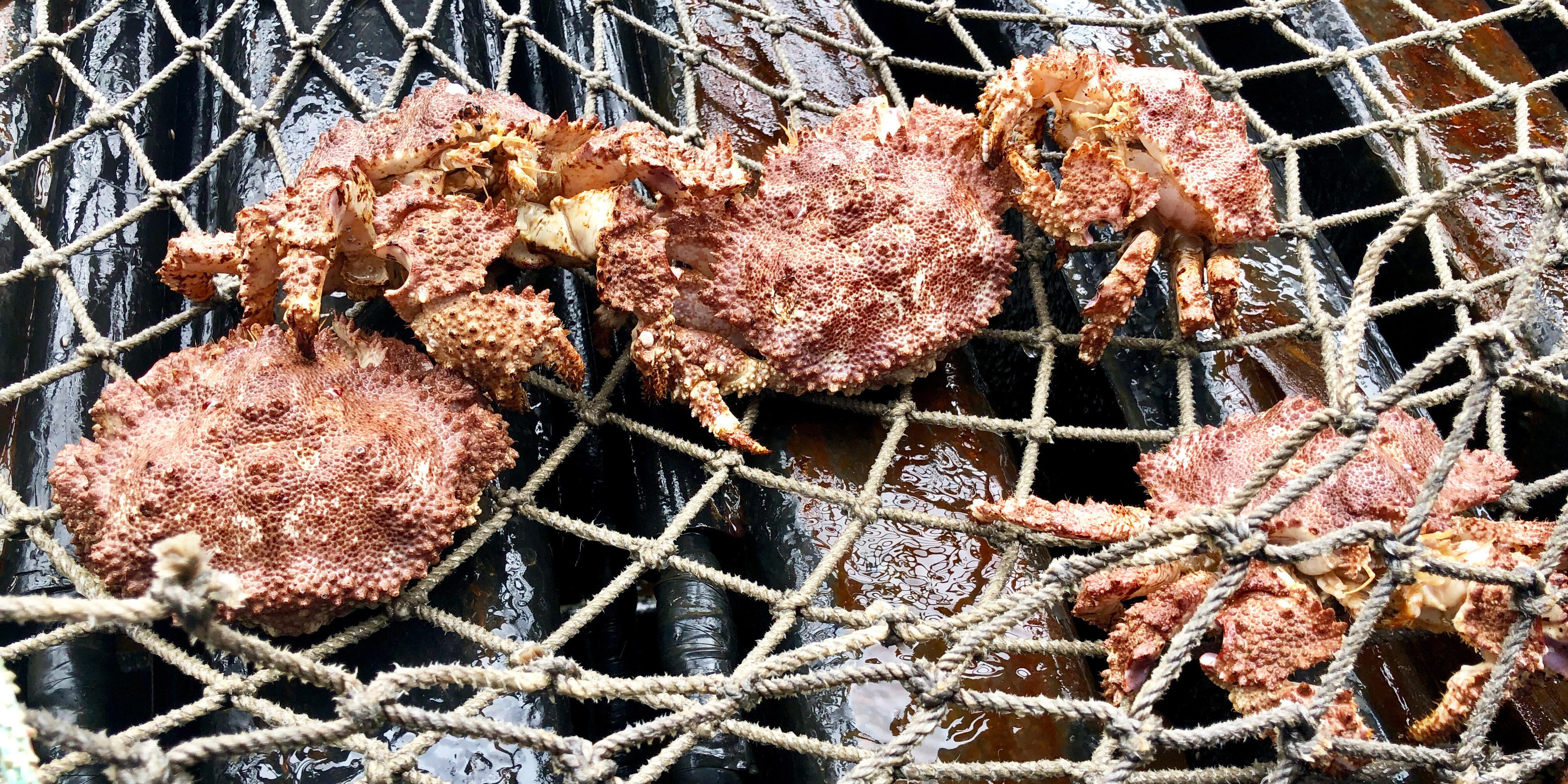 Bering Sea Crab Fishermen S Tour An Alaska Cruise Excursion   Image X 21 