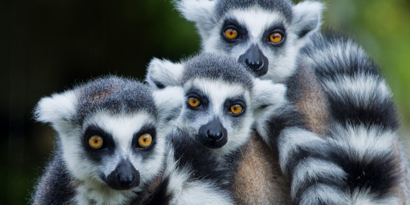 Madagascar offers some amazing wildlife encounters