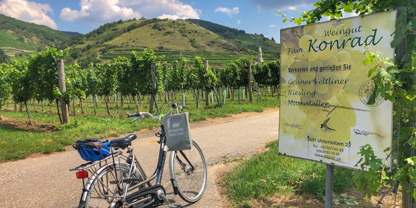 Cycling among the vineyards in Durnstein. (Photo by Carolyn Spencer Brown)