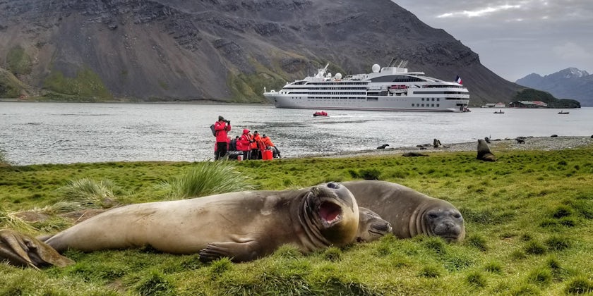 Three tubby seals laying in the grass in Antartica, with cruise ship and cruise passengers in the background