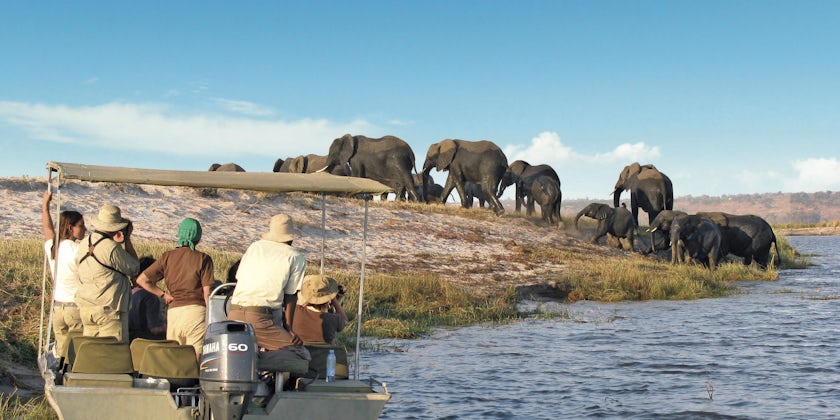 Passengers watching a herd of elephant from a small boat, as part of a Safari excursion with CroisiEurope's African Dream