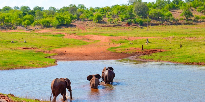 Shot of three elephants crossing a river during a safari excursion with CroisiEurope
