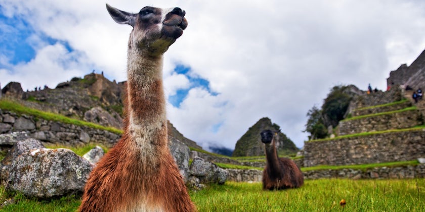 Llamas at Machu Picchu (Photo: Gleb Aitov/Shutterstock)