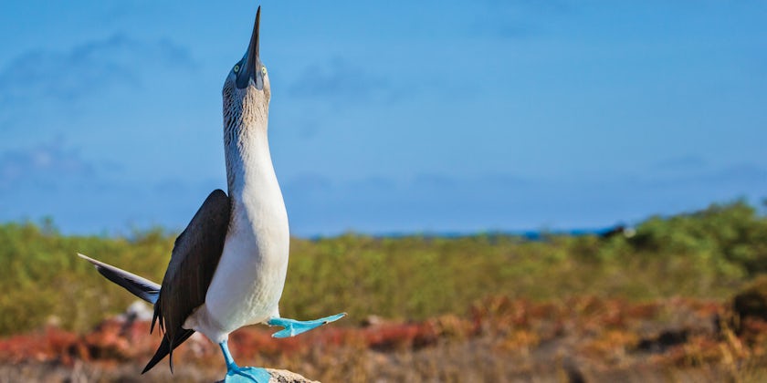Blue-footed Booby on North Sermour Island (Photo: Lindblad Expeditions)