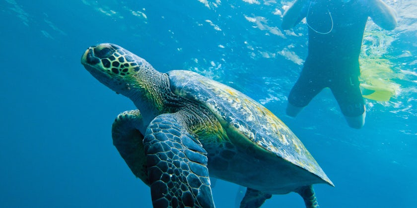Galapagos Green Turtle (Photo: Lindblad Expeditions)