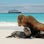 12 Pictures of Galapagos Cruise Wildlife