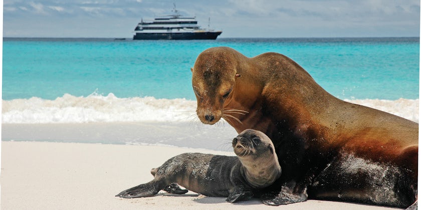 Sea lion and pup in Galapagos Islands. National Geographic Islander in background