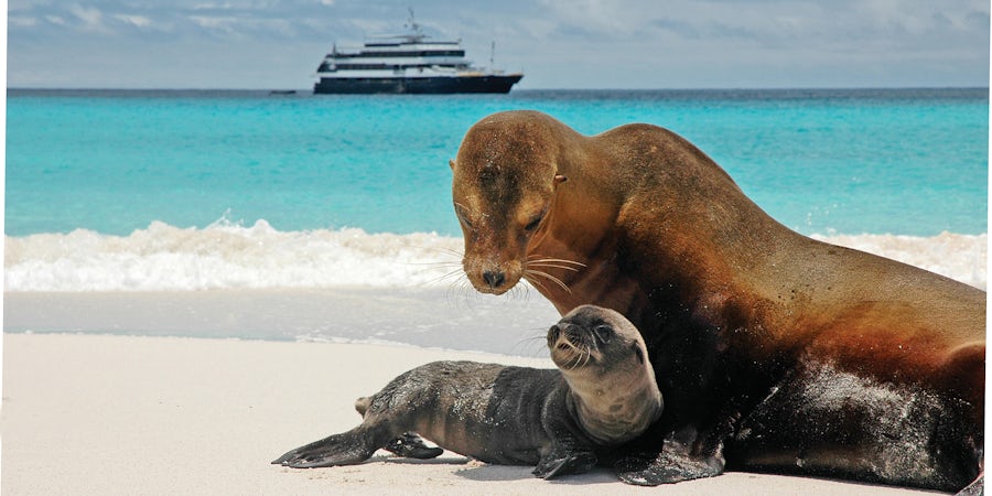 12 Pictures of Galapagos Cruise Wildlife