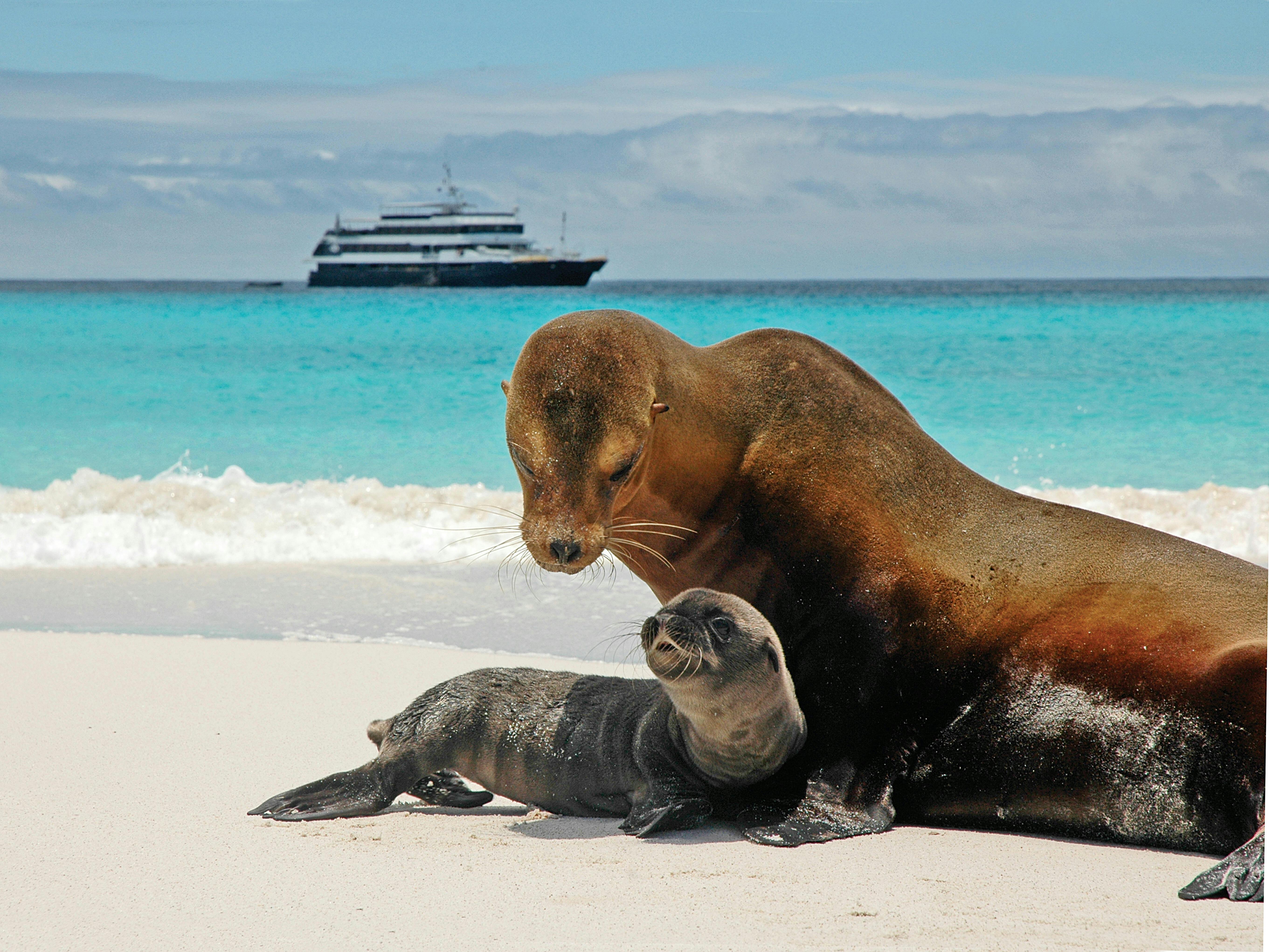 12 Pictures Of Galapagos Cruise Wildlife