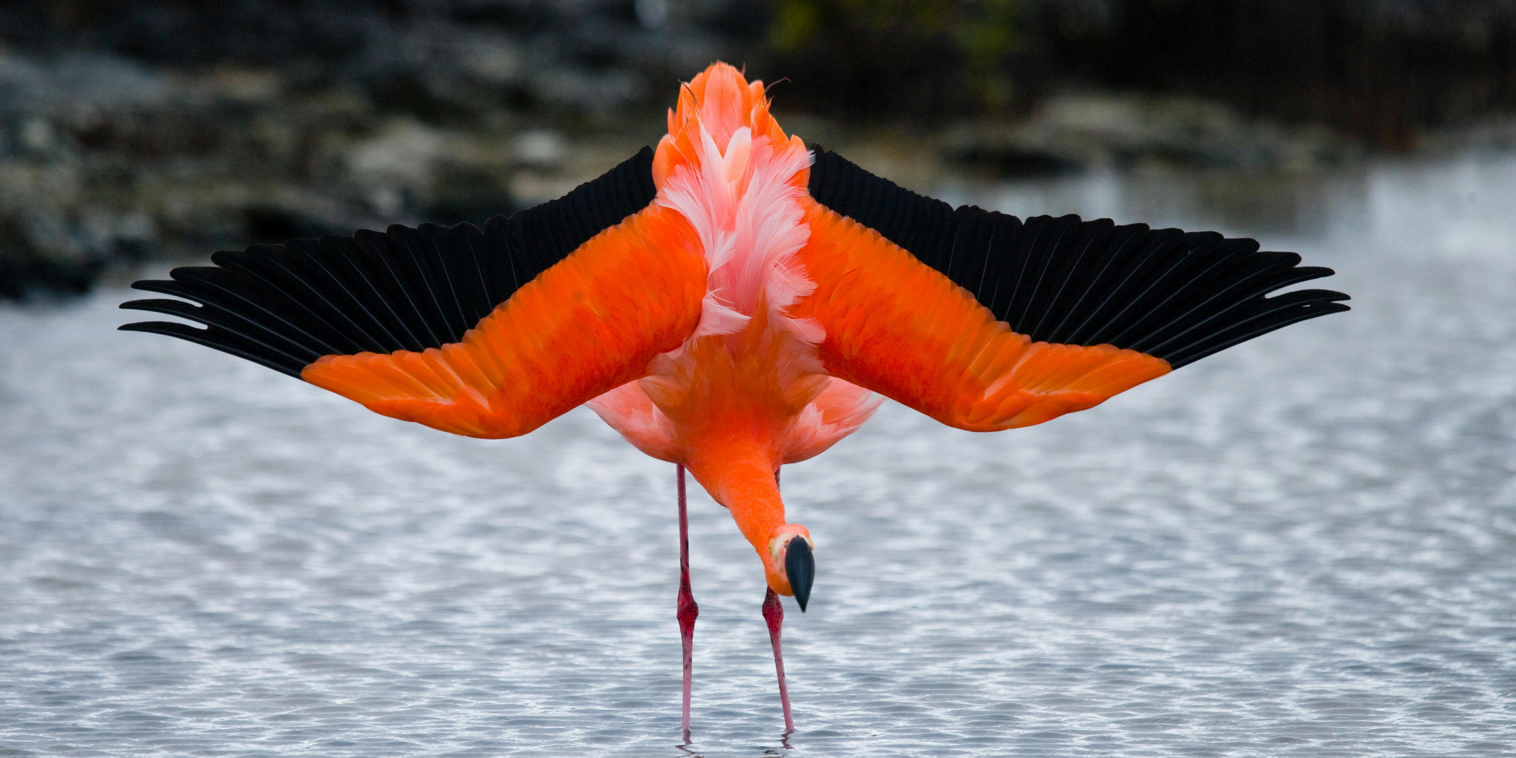 galapagos blue flamingo