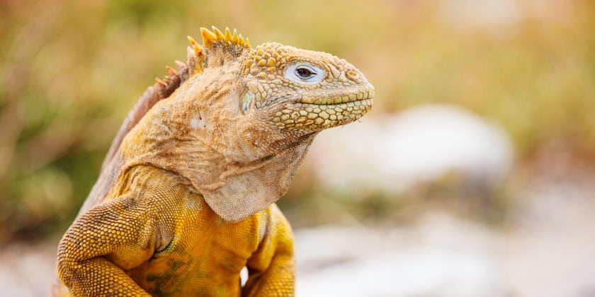 Galapagos Land Iguana (Photo: BlueOrange Studio/Shutterstock.com)