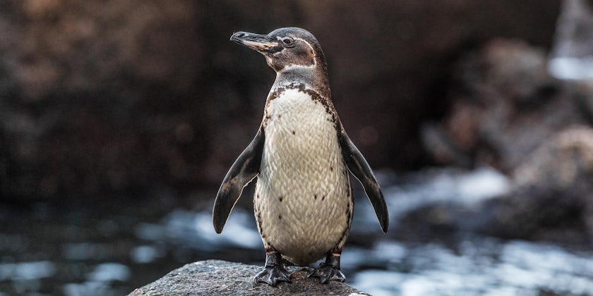Galapagos Penguin (Photo: Maridav/Shutterstock.com)