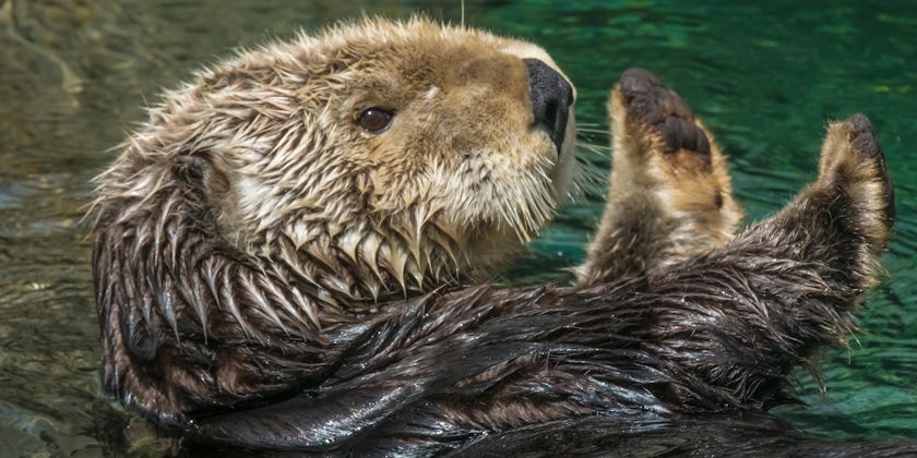 Close-up shot of a sea otter in the water
