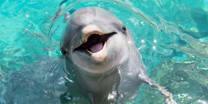 Close-up shot of a happy dolphin in the water