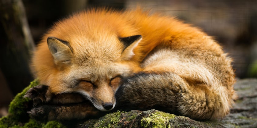 Close-up shot of a cute sleeping fox