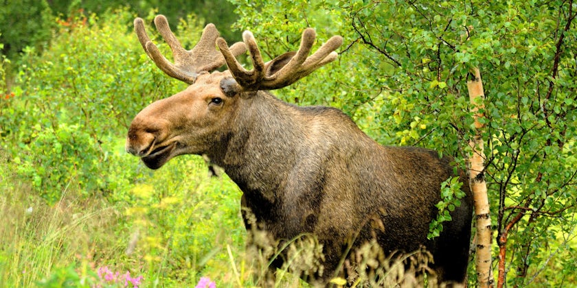 Moose (Photo: Jan Miko/Shutterstock.com)