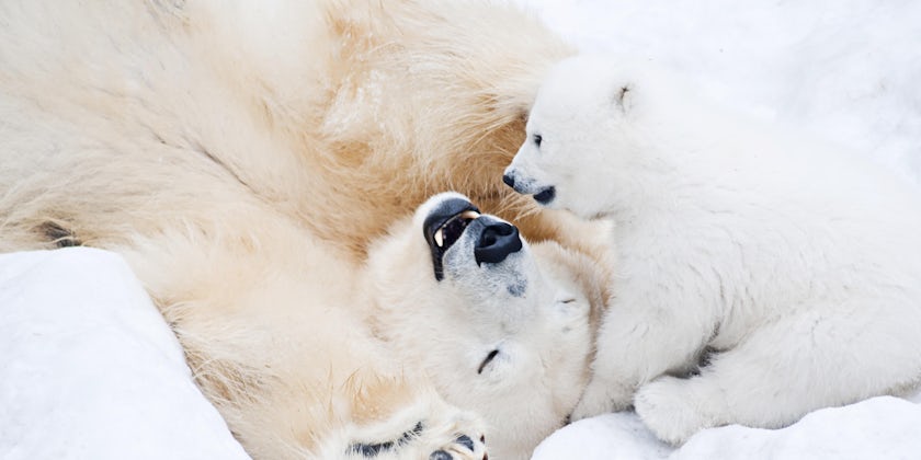 Mother and baby polar bears playing in the snow