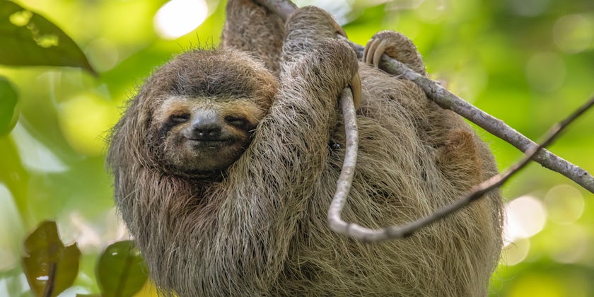 Close-up of a three-toed sloth sleeping on a branch