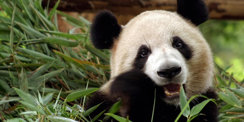 Close-up of panda eating bamboo
