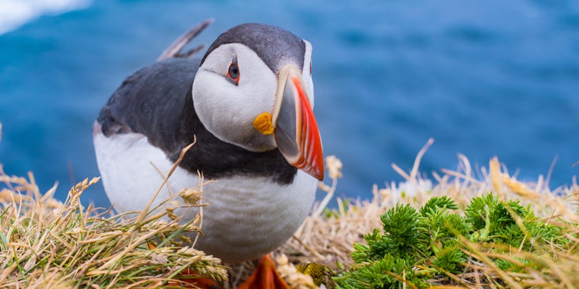 Close-up shot of a puffin on a grassy cliff