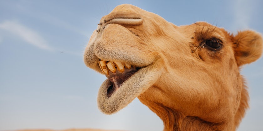 Close-up shot of a camel's face