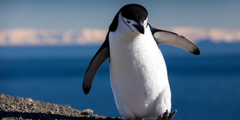 Penguin (Photo: Earth Trotter Photography/Shutterstock.com)