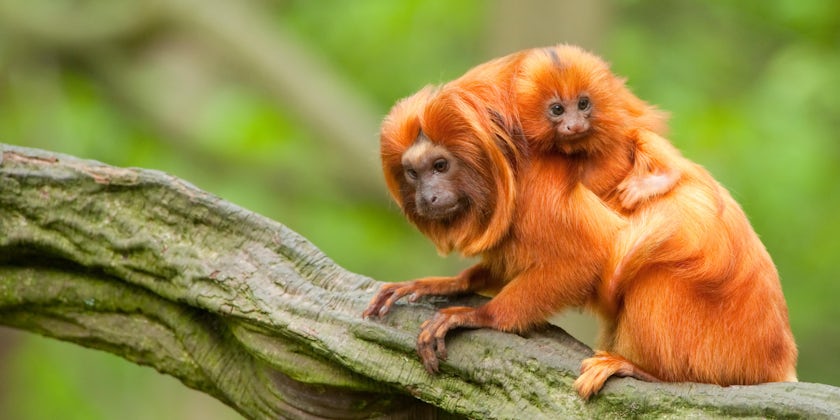 Mother tamarin with baby on its back