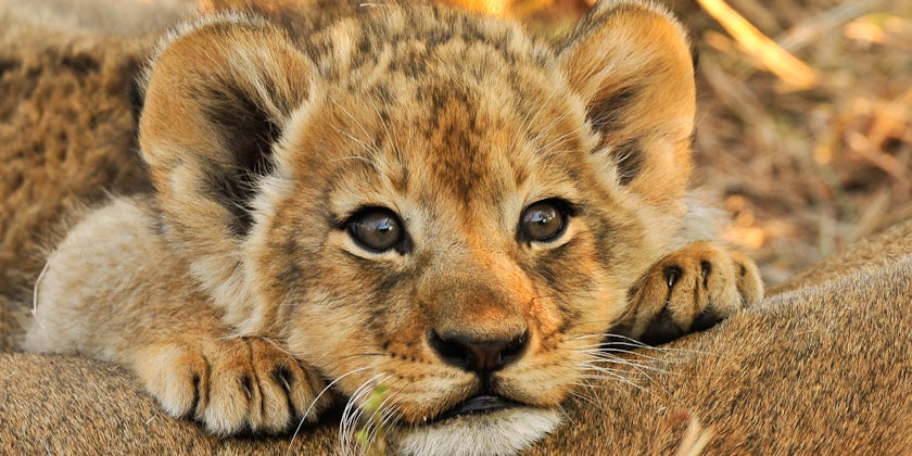 Close-up portrait of a lion cub resting its head on its mother