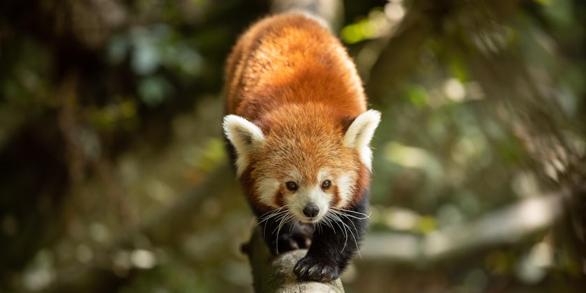Red panda (Photo:AB Photographie/Shutterstock.com)