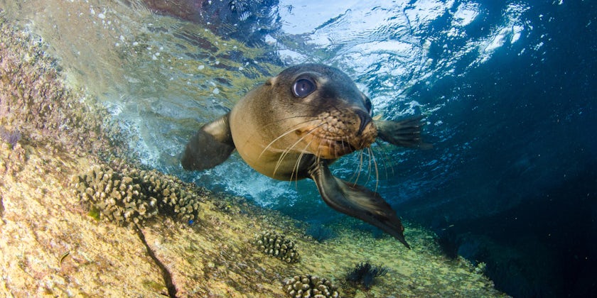 Sea lion (Photo: Leonardo Gonzalez/Shutterstock.com)