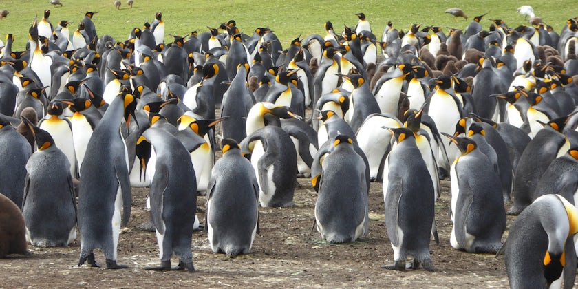 Large group of Penguins on the Falkland Islands on a sunny day