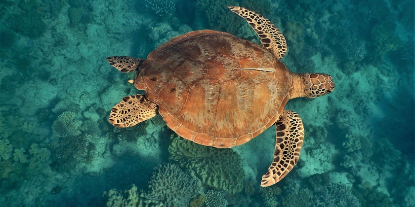 Coral Discoverer Turtle