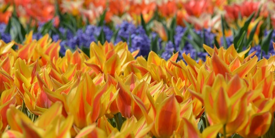Flower festival in Holland (Photo: Christina Janansky)