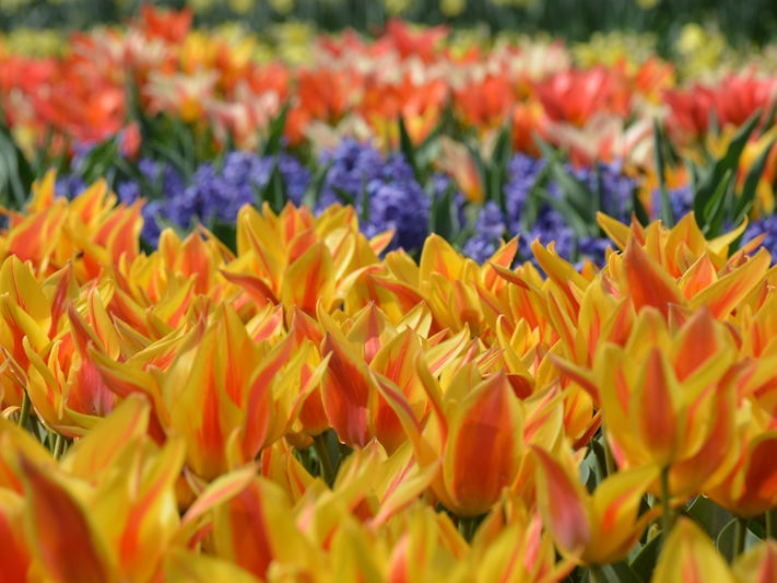 Flower festival in Holland (Photo: Christina Janansky)