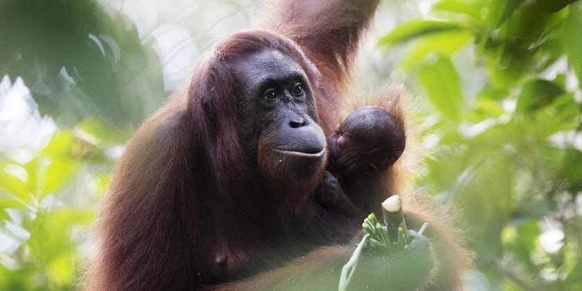 Orangutan mother and her baby (Photo: Silversea)