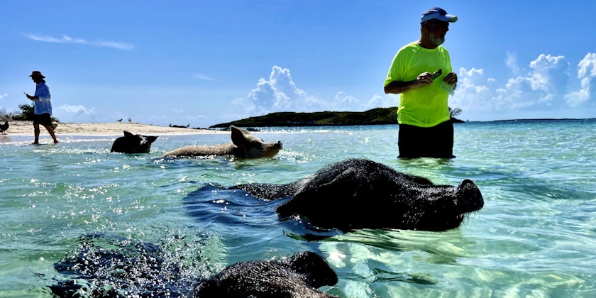 Crystal Serenity’s Luxury Bahamas Escape features calls at island rarely visited by cruise ships - including Great Exuma, where the top draw is a chance to swim with pigs (Photo: Laura Bly)