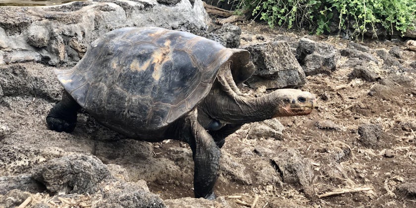 Galapagos Giant Tortoise (Photo/Chris Gray Faust)