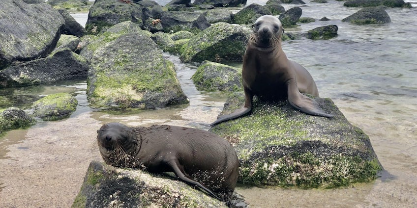 Sea lions in the Galapagos (Photo/Chris Gray Faust) 