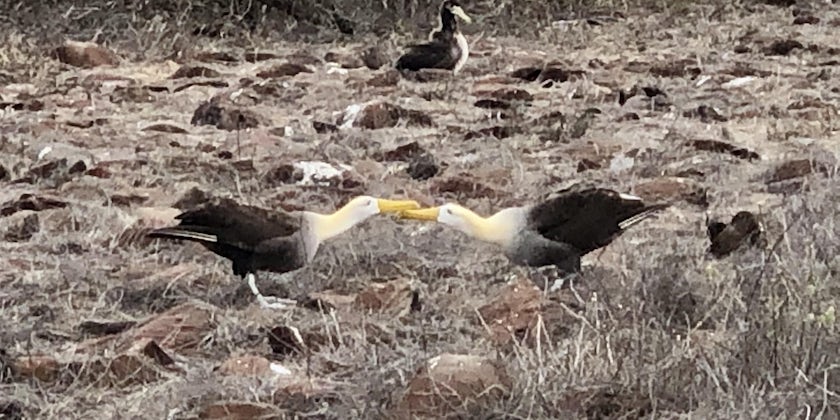Waved albatross in the Galapagos (Photo/Chris Gray Faust)