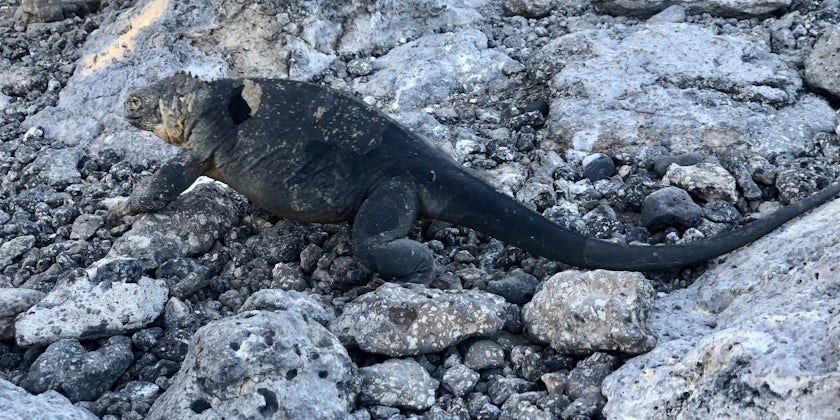 Land iguana in the Galapagos (Photo/Chris Gray Faust)