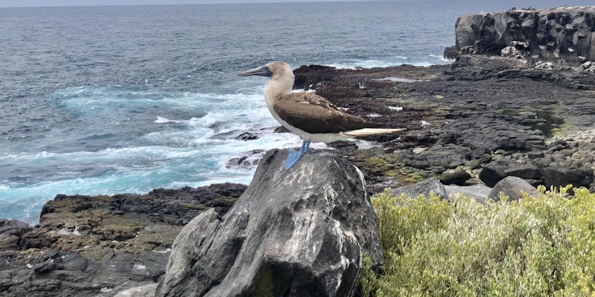 Blue footed booby in the Galapagos (Photo/Chris Gray Faust)