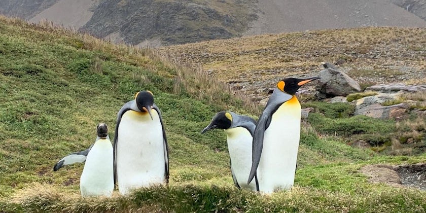 Penguins in Antarctica (Photo/Fran Golden)