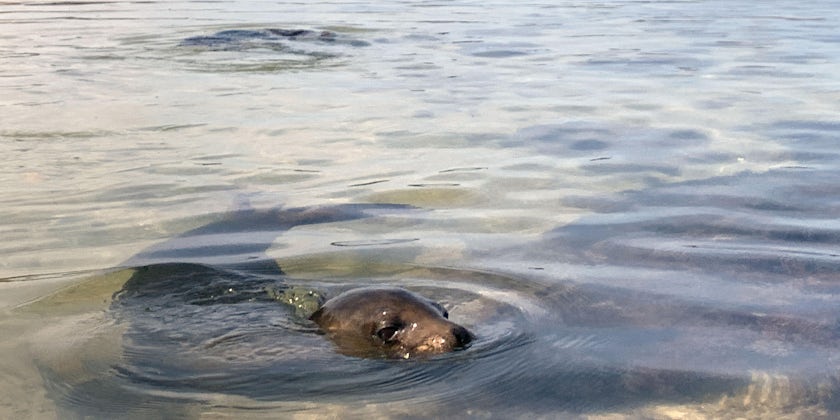 A friendly sea lion might stop by to check you out while kayaking. (Photo: Fran Golden)
