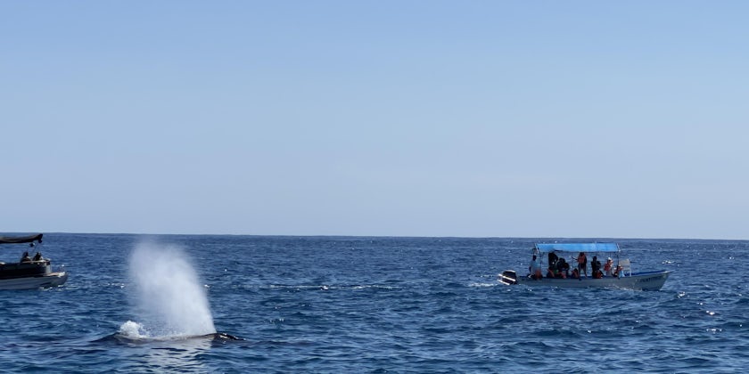Whale watching  Cabo blowhole