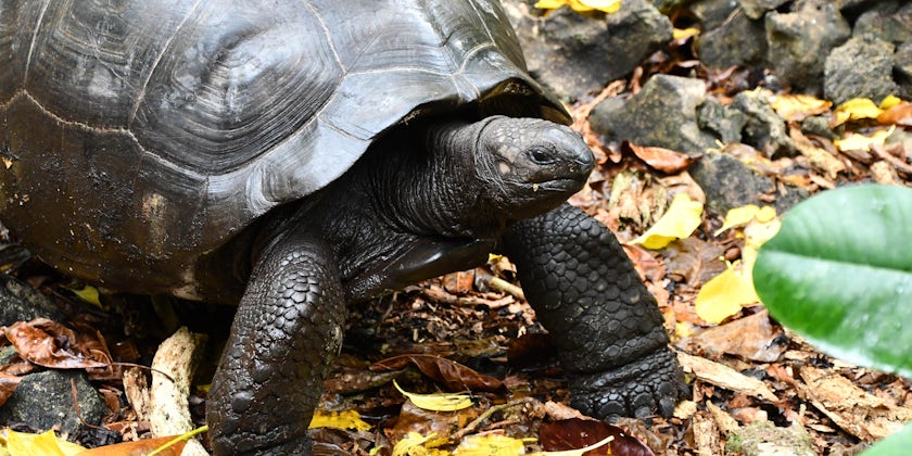 Giant Tortoise in the Seychelles (Photo/Variety Cruises)