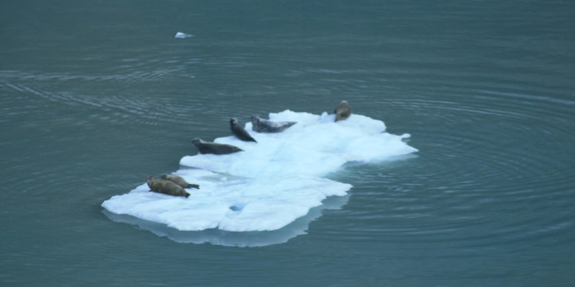 baby seals on an ice floe in Glacier Bay (Photo by Adam Coulter)